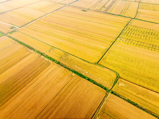 Aerial view of ripe wheat fields on the farm. autumn harvest season. High angle view.