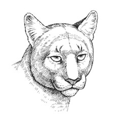 Vector hand-drawn illustration of cougar head in engraving style. Black and white sketch of wild American animal.