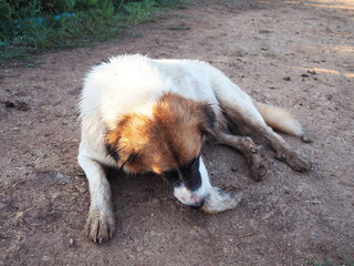 An indigenous breed of dog with white fur on its body and brown fur on its head was licking to clean its legs from wading in the mud. The dog's four feet are dirty because of mischief. Short-haired 
