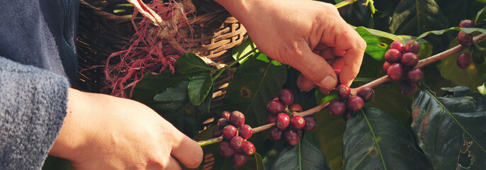 Banner hands harvest red seed in basket robusta arabica plant farm. Coffee plant farm Close up woman Hands harvest raw coffee beans. Ripe Red berry plant fresh seed coffee tree growth with copy space - obrazy, fototapety, plakaty