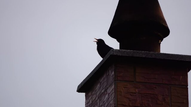 Blackbird sits on a brick chimney.