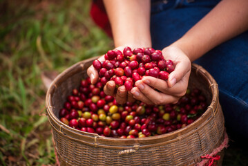 Close up hands harvest red seed in basket robusta arabica plant farm. Coffee plant farm woman Hands...