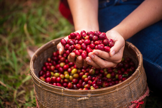 Close up hands harvest red seed in basket robusta arabica plant farm. Coffee plant farm woman Hands harvest raw coffee beans. Ripe Red berries plant fresh seed coffee tree growth in green eco farm