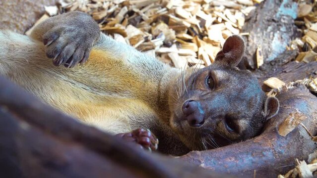 Fossa (Cryptoprocta ferox) is cat-like, carnivorous mammal endemic to Madagascar. It is member of Eupleridae, family of carnivorans closely related to mongoose family (Herpestidae).