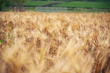 Obraz premium Dry barley wheat agriculture field ingredient for bread grain cultivated in produce agricultural. Golden field pasture farmland. Barley Ripe barleys on evening sunset. cultivated natural farmland