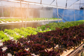 Banner fresh Red Oak Leaf Lettuce organic hydroponic vegetable plantation produce red salad...