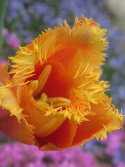 Zbliżenie na pomarańczowy kwiat tulipana strzępiastego