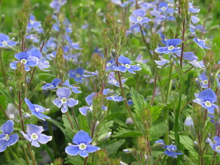 Zbliżenie na błękitne łąkowe kwiaty