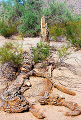 Old Dead Saguaro Cactus Sonora desert Arizona - 790802749
