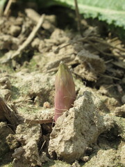 Zbliżenie na młode pędy szparagów © Kumulugma