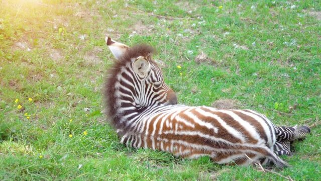 Little zebra lies on the green grass and is resting.