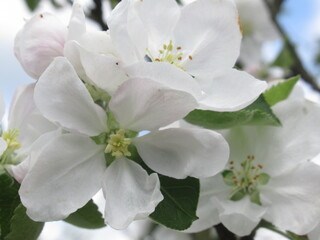 Zbliżenie na białe kwiaty jabłoni