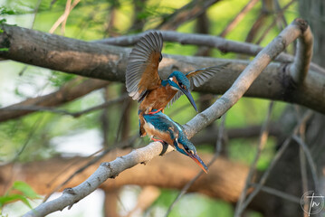 カワセミの交尾