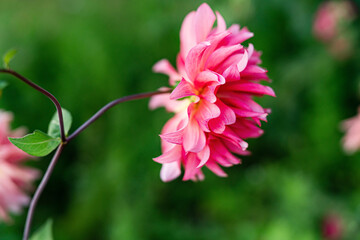 A vibrant pink flower blooms against a lush green backdrop, showcasing nature s beauty.