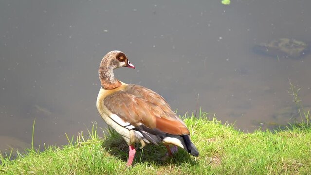 Egyptian goose (Alopochen aegyptiaca) is a member of the duck, goose, and swan family Anatidae. It is native to Africa south of the Sahara and the Nile Valley.