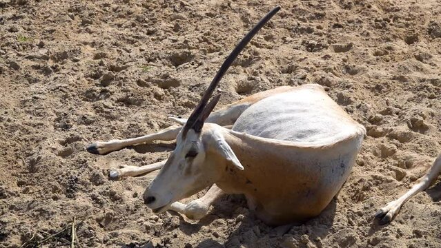 Scimitar oryx or scimitar-horned oryx (Oryx dammah, Sahara or algazel), is once widespread across North Africa which went extinct in wild in 2000.
