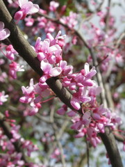 Zbliżenie na różowe kwiaty judaszowca © Kumulugma