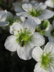 Zbliżenie na białe kwiaty skalnicy