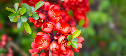 Blossom of bright Japanese Quince in spring. Red flowers of Maule's quince. Chaenomeles japonica from the Rosaceae family. Interesting nature concept for background design. Banner. Cydonia blooming - obrazy, fototapety, plakaty
