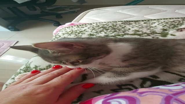 funny gray cat, silly cat photo, grey kitten meme, cute cat humor, hilarious cat pic, cat face expression, weird cat moment, goofy kitty image, grey tabby joke, crazy cat picture, pet meme photo, grum