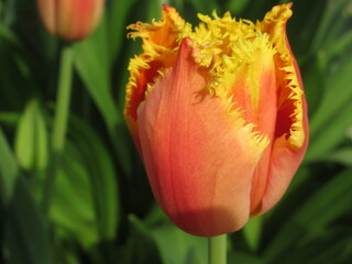 Zbliżenie na kwiat pomarańczowego tulipana strzępiastego - obrazy, fototapety, plakaty