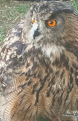 horned owl