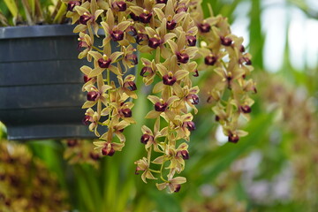 cymbidium devonianum, family orchidaceae, evergreen flowering plants, orchid family orchidaceae, tropica is a species of Cymbidium is found in asia. Family Orchidaceae. Hanover  - Berggarten, Germany.
