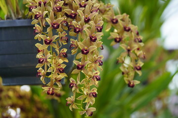cymbidium devonianum, family orchidaceae, evergreen flowering plants, orchid family orchidaceae,...