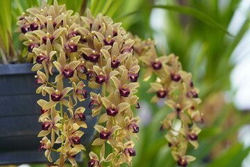 cymbidium devonianum, family orchidaceae, evergreen flowering plants, orchid family orchidaceae, tropica is a species of Cymbidium is found in asia. Family Orchidaceae. Hanover  - Berggarten, Germany. - obrazy, fototapety, plakaty