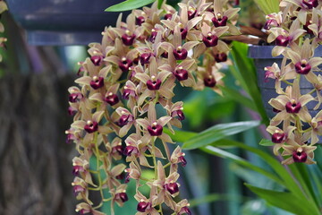 cymbidium devonianum, family orchidaceae, evergreen flowering plants, orchid family orchidaceae, tropica is a species of Cymbidium is found in asia. Family Orchidaceae. Hanover  - Berggarten, Germany.