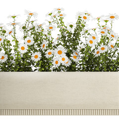 Set of garden flower bushes Chamomile Chrysanthemum isolated on white background - obrazy, fototapety, plakaty