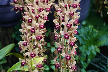 cymbidium devonianum, family orchidaceae, evergreen flowering plants, orchid family orchidaceae,...