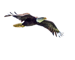 Fototapeta premium Bald Eagle