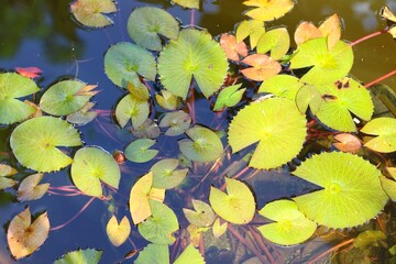 Lily Pads in a Garden Pond during a Spring Rain Water Lilies Green, Yellow , Coloring Leaves Lilly Leaf Floating Aquatic Nature Landscape Background