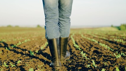 Farmer feet in rubber boots walk through field with small green shoots. Green sprouts inspect...