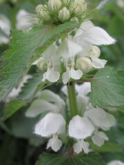 Zbliżenie na białe kwiaty rośliny z gatunku jasnota © Kumulugma