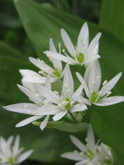Zbliżenie na białe kwiaty czosnku niedźwiedziego © Kumulugma