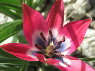 Zbliżenie na różowe kwiaty tulipana botanicznego © Kumulugma