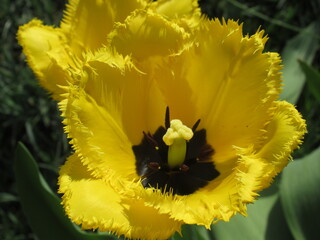 Zbliżenie na kwiat żółtego tulipana strzępiastego