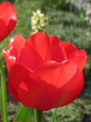 Zbliżenie na wyjątkowy kwiat czerwonego tulipana