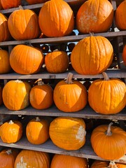 Orange pumpkins in autumn. Pumpkin is stylish.