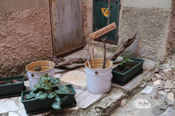 Potted plants