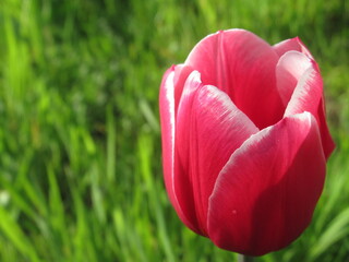 Zbliżenie na kwiat różowego tulipana - obrazy, fototapety, plakaty