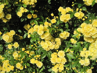 Obraz premium Banksia rose