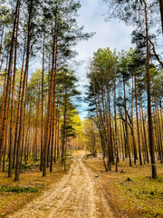 A walk in the forest. There is relaxation in nature.