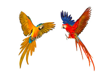 Colorful flying Macaw parrots isolated on transparent background png file