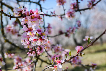 cherry blossom. Beautiful spring.