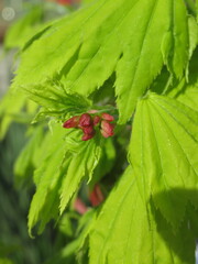 Zbliżeni na kwiaty klona Shirasawy  © Kumulugma