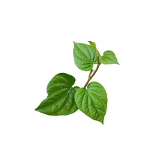 Green leaves isolated on white background with clipping path, Top view.
Betel leaves cut out white background.
