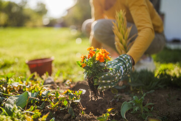 Close up image of senior woman  gardening in her yard. She is  planting a flower. - 790819313